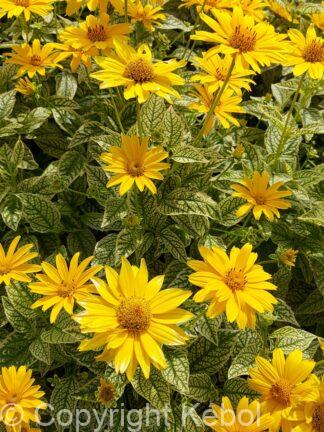Heliopsis Variegata Oriole - bag
