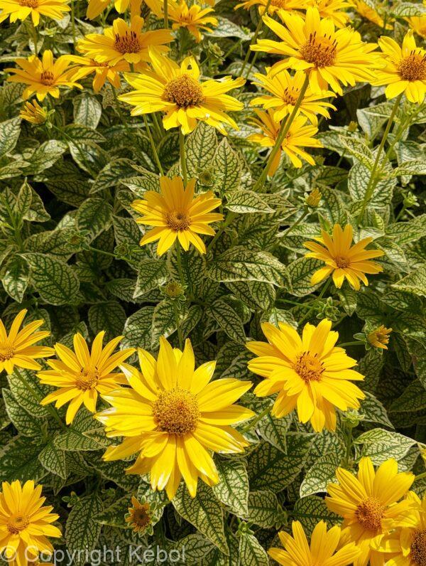 Heliopsis Variegata Oriole