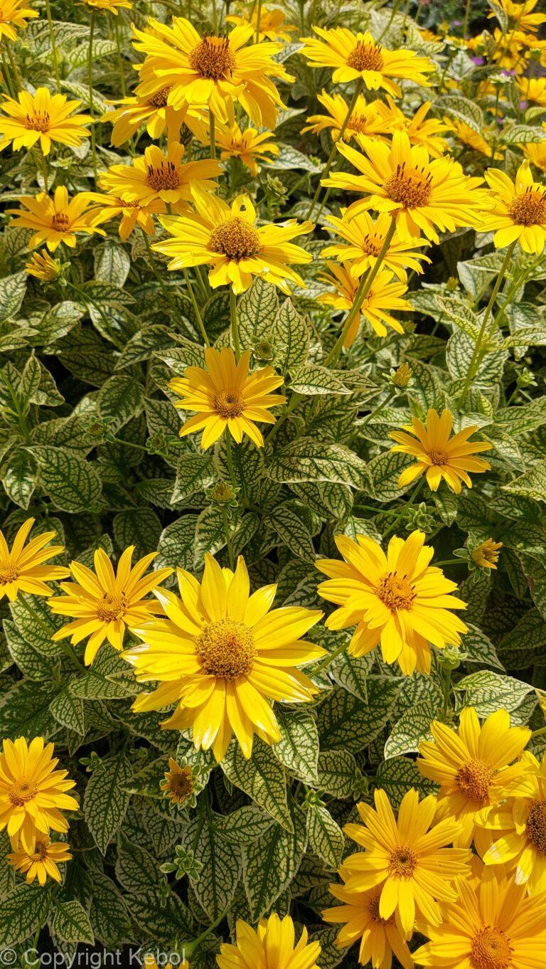 Heliopsis Variegata Oriole
