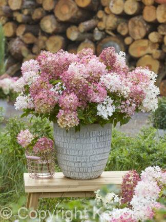 Hydrangea Groundbreaker Blush - bag