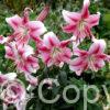 Lilium Anastasia
