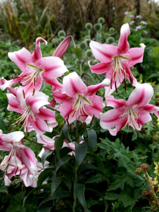 Lilium oriental Anastasia - bag