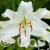 Lilium Casablanca