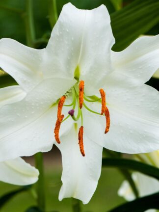 Lilium oriental Casablanca - bag