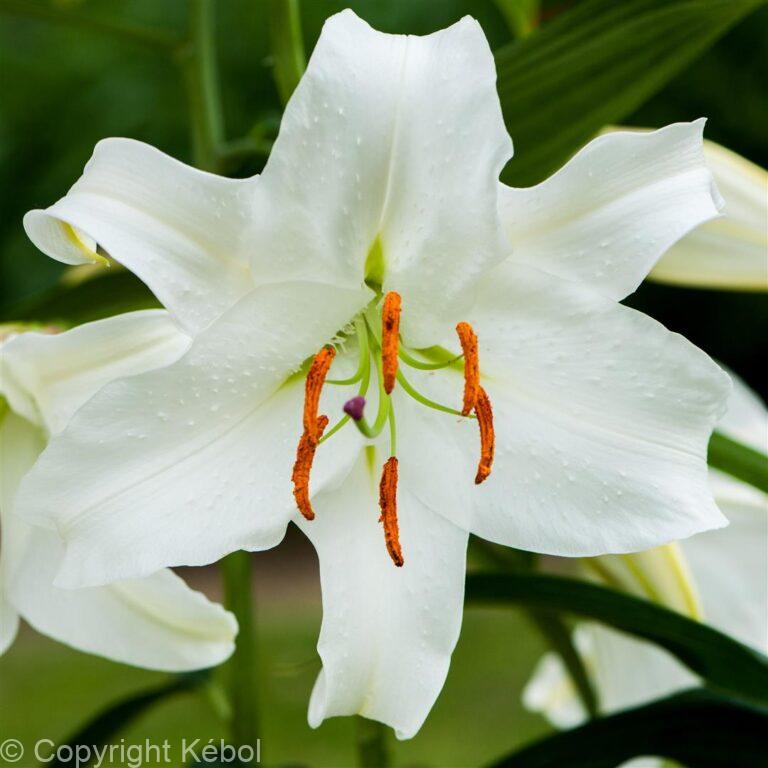 Lilium Casablanca