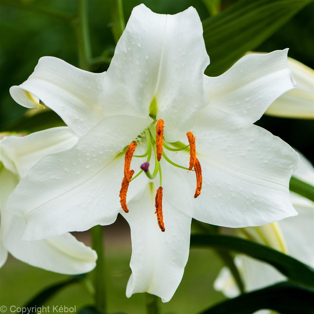 Lilium Casablanca