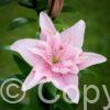 Lilium Elodie