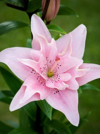 Lilium asiatic Elodie - bag