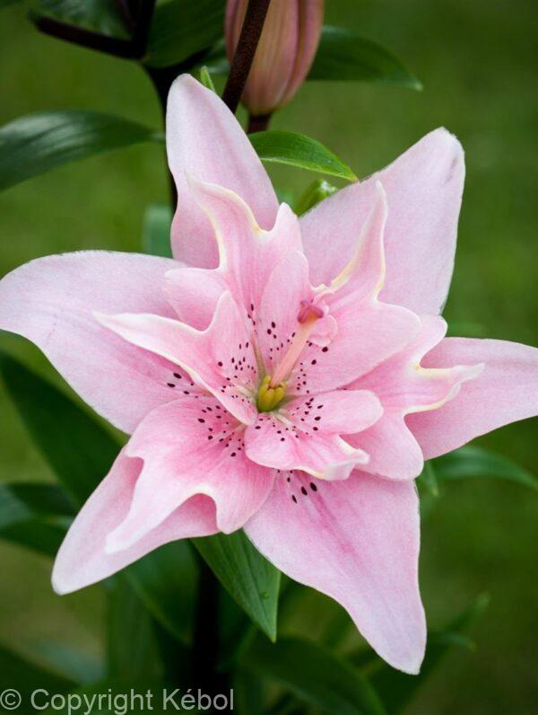 Lilium Elodie