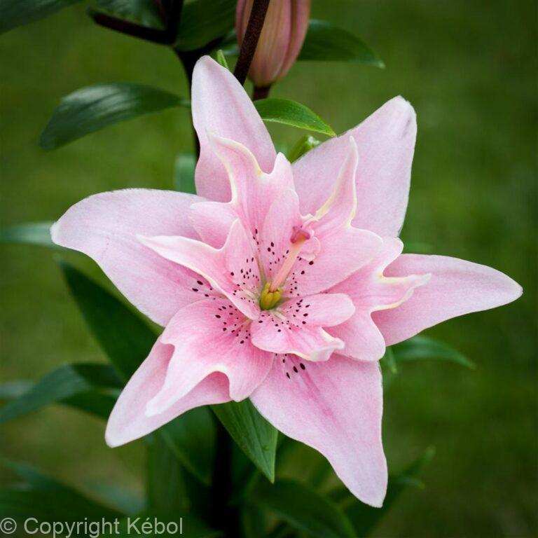 Lilium Elodie
