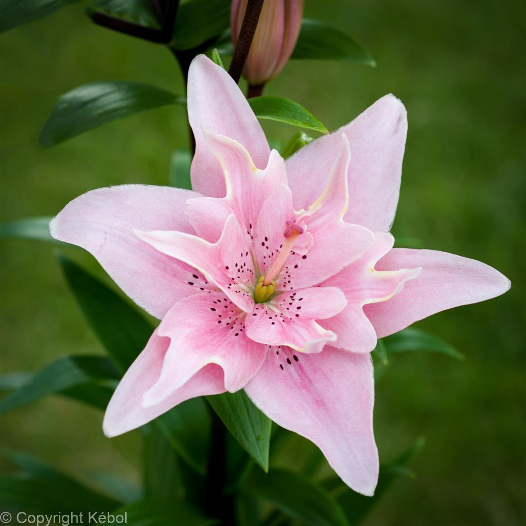 Lilium Elodie