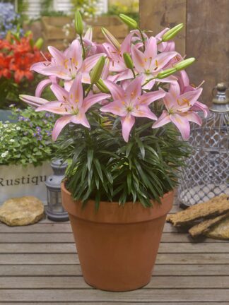 Lilium asiatic FantAsiatic Pink - bag