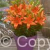 Lilium FantAsiatic Orange