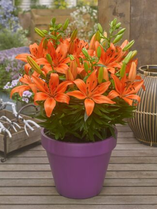Lilium asiatic FantAsiatic Orange - bag