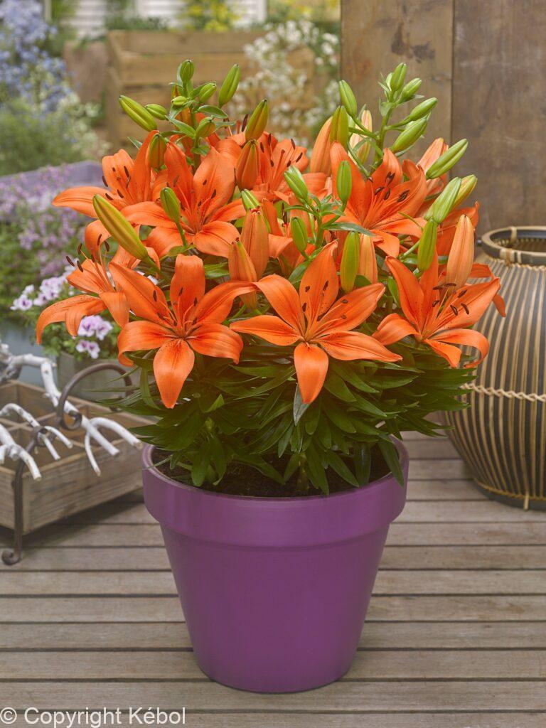 Lilium FantAsiatic Orange