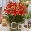 Lilium FantAsiatic Red