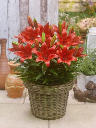 Lilium asiatic FantAsiatic Red - bag