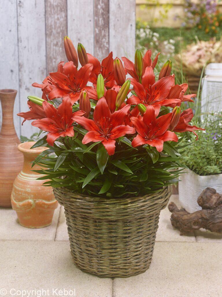 Lilium FantAsiatic Red