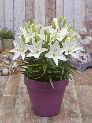 Lilium asiatic FantAsiatic White - bag