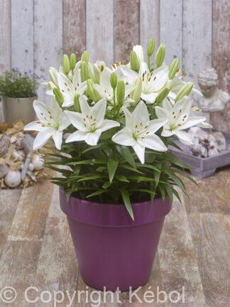 Lilium asiatic FantAsiatic White - case