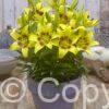 Lilium FantAsiatic Yellow