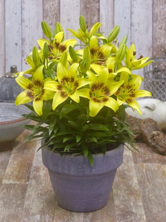 Lilium asiatic FantAsiatic Yellow - bag
