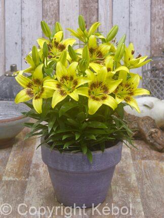 Lilium asiatic FantAsiatic Yellow - case