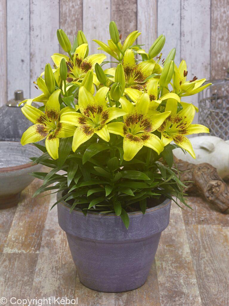 Lilium FantAsiatic Yellow