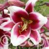 Lilium Friso