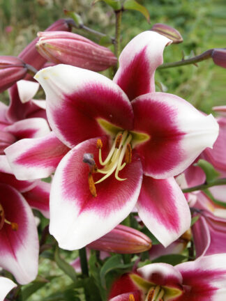 Lilium oriental Friso - bag