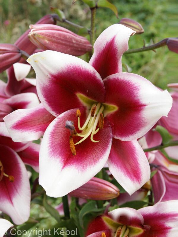 Lilium Friso