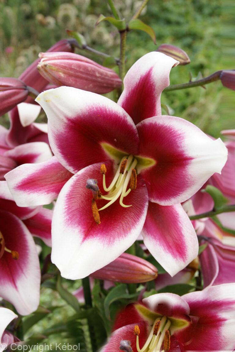 Lilium Friso