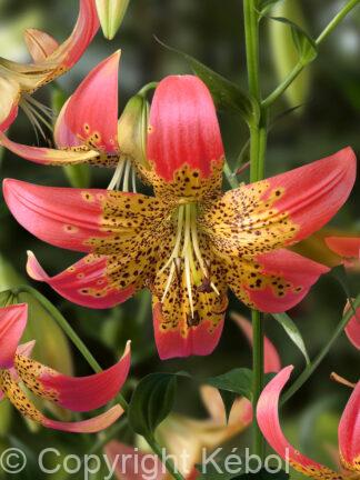 Lilium hybrid Fusion - case