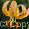 Lilium Guinea Gold