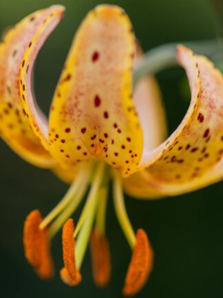 Lilium martagon Guinea Gold - bag