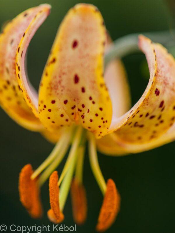 Lilium Guinea Gold