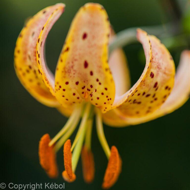 Lilium Guinea Gold