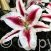Lilium Hachi