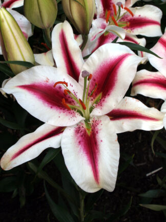 Lilium oriental Hachi - case