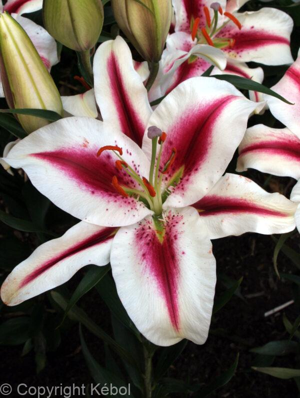 Lilium Hachi