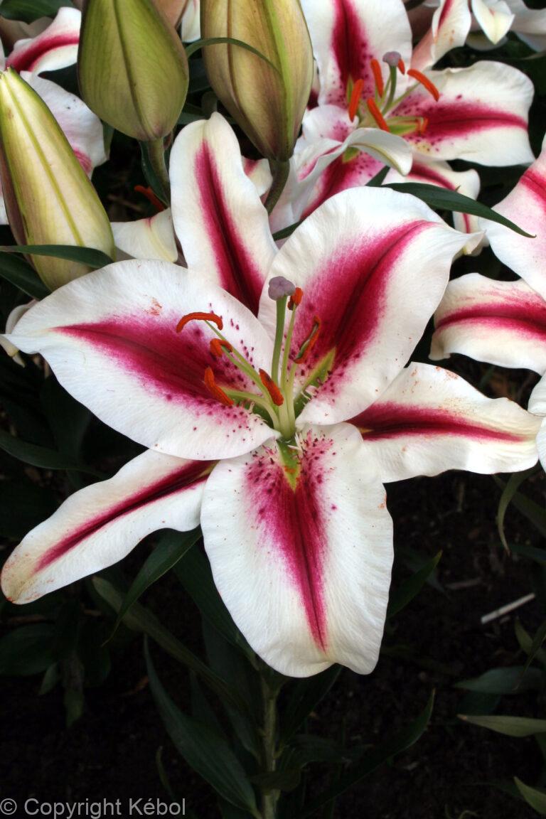 Lilium Hachi