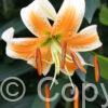 Lilium Lady Alice