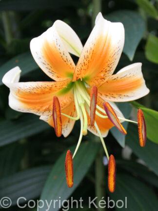 Lilium tigrinum Lady Alice - case