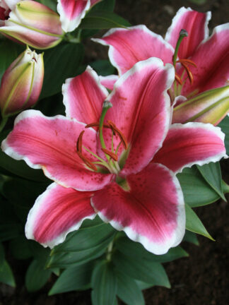 Lilium oriental Little Marble - bag