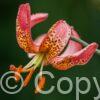 Lilium Manitoba Morning