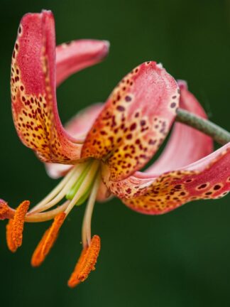 Lilium martagon Manitoba Morning - bag