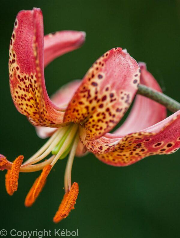 Lilium Manitoba Morning