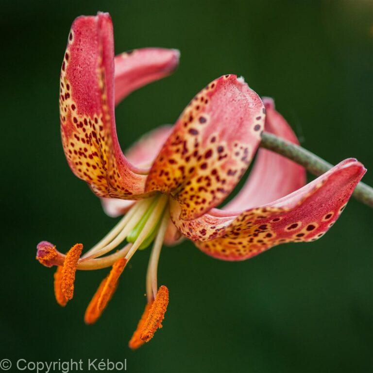 Lilium Manitoba Morning