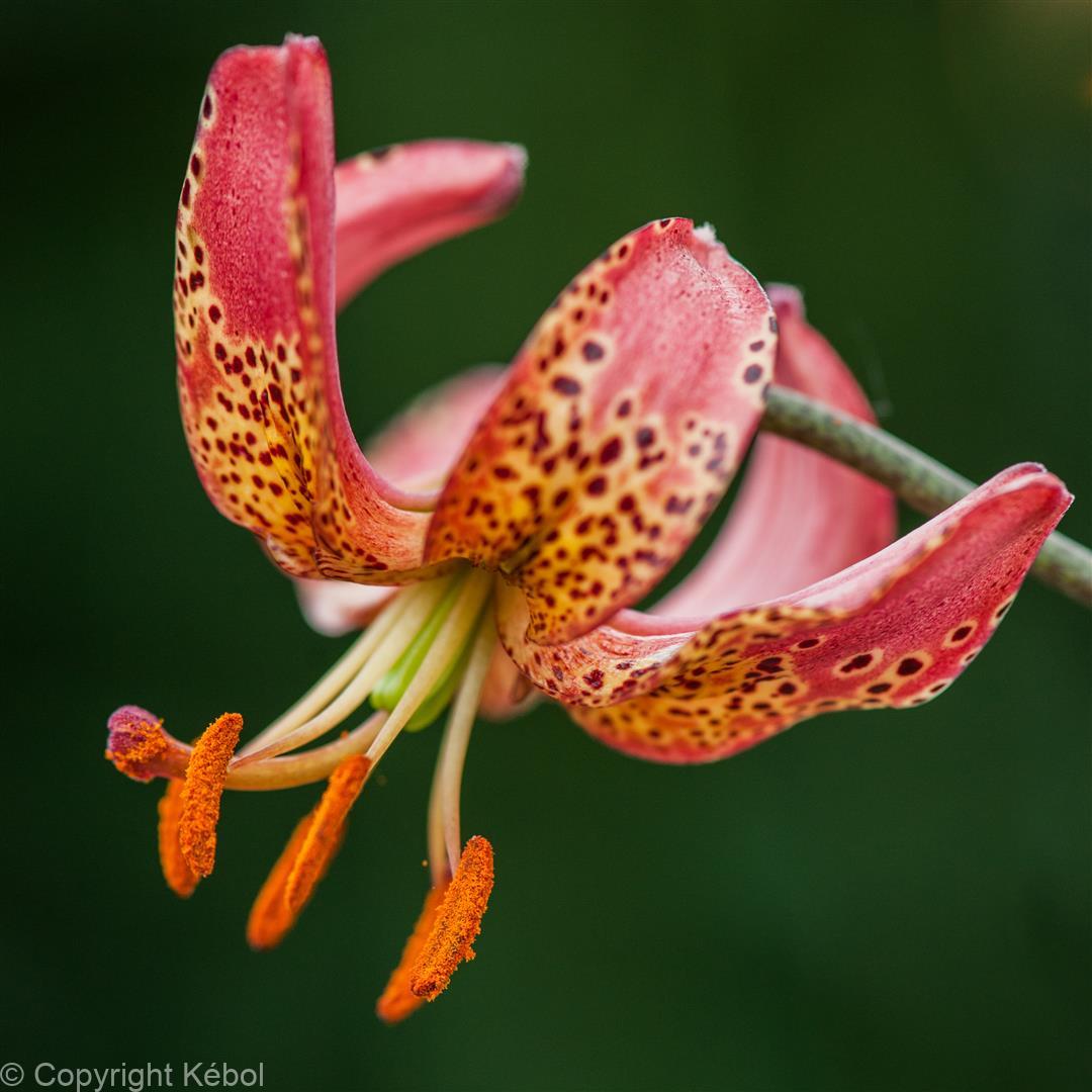 Lilium Manitoba Morning