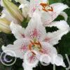 Lilium Muscadet